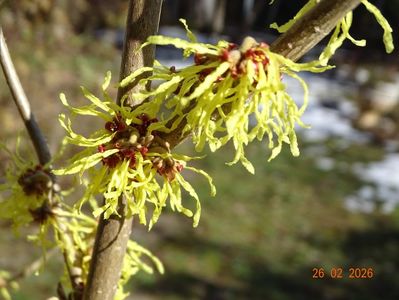 hamamelis Arnold Promise