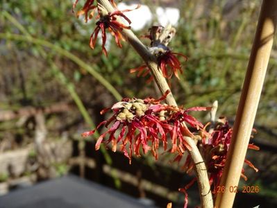 hamamelis Jelena