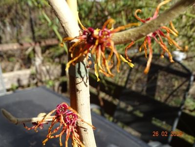 hamamelis Diane