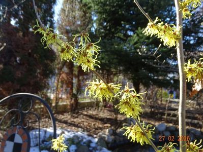 hamamelis Arnold Promise