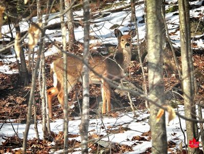 ---My Deer