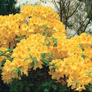 rhododendron-golden-lights; bulbshop
