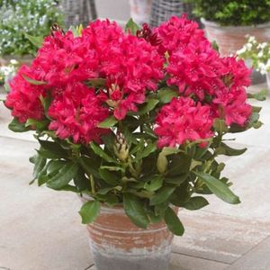 rhododendron-red-jack; bulbshop
