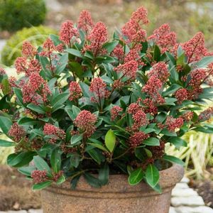skimmia; floraria Trias
