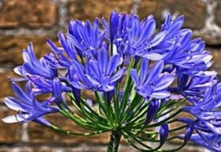 Agapanthus, Lily of the Nile Blue
