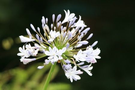 Agapanthus, Lily of the Nile White