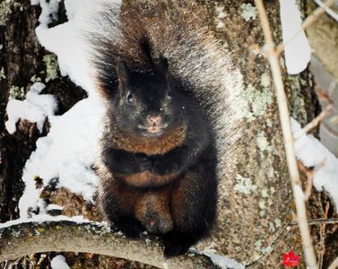Black Squirrel