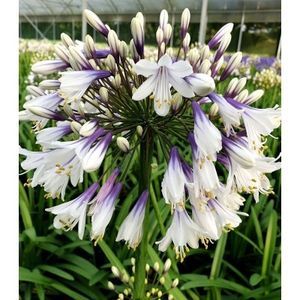 agapanthus-crin-african-fireworks; seminteplante.ro
