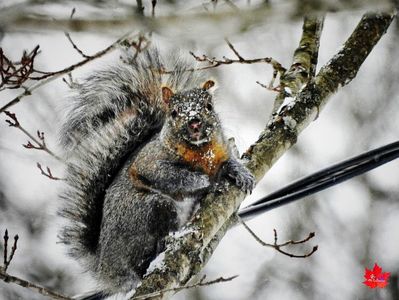 Grey Squirrel