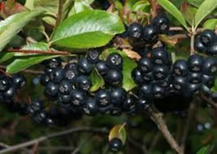 aronia 80cm-20lei; 3buc
