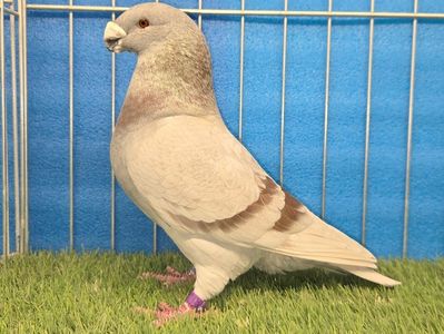 MASCUL RO 24 - 9815