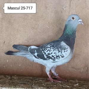 Maacul 25-717....-10 lei