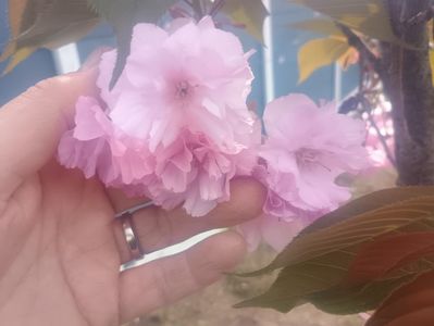 Cires japonez