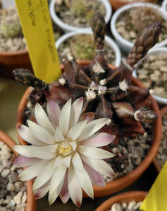 Gymnocalycium mihanovichii Black Widow