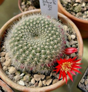 Rebutia minuscula hb Berylloides Star