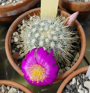 Mammillaria deherdtiana