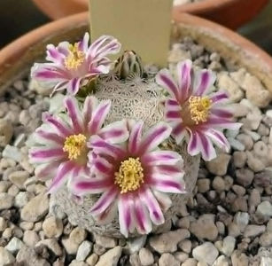 Mammillaria hermosana