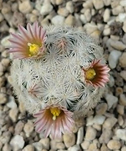 Mammillaria stella de tacubaya