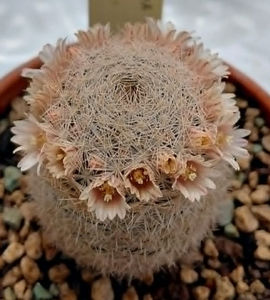Mammillaria lasiacantha v roseocentra