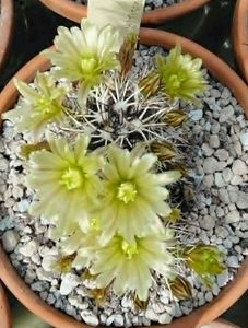 Echinocereus davisii