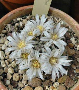 Mammillaria coahuilensis