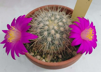 Mammillaria deherdtiana