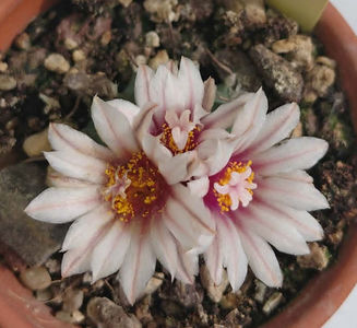 Turbinicarpus schmiedickeanus