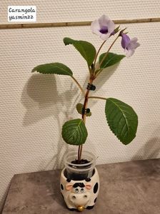 7.05.2026