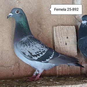 Femela 25-892....-15 lei
