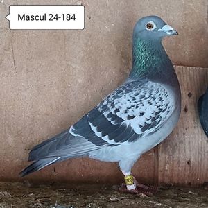 Mascul 24-184....-10 leiFemela-F.I....-10 lei