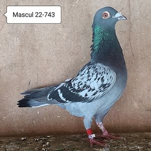 Mascul 22-743....-10 lei