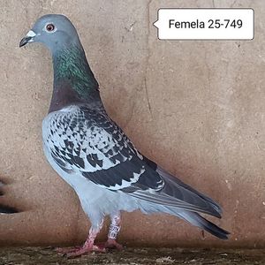 Femela 25-749....-15 lei
