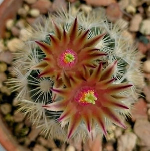 ESCOBARIA emskoetteriana f grande