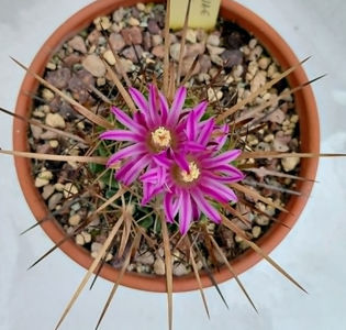 Echinofossulocactus ochoterenae