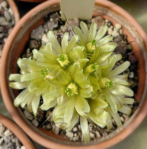 Echinocereus davisii