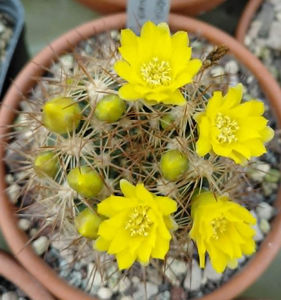 Weingartia multilanata