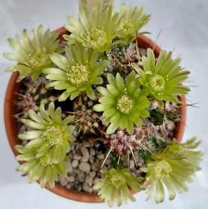 Echinocereus viridiflorus