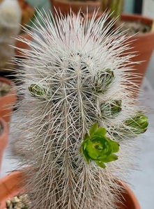 Echinocereus viridiflorus ssp canus