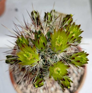 Echinocereus chloranthus v longispinus