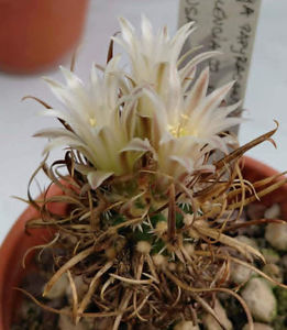 Toumeya papyracantha