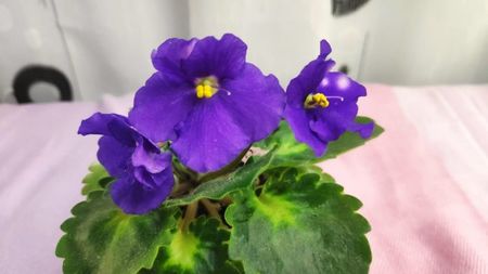 28 nov