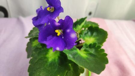 28 nov