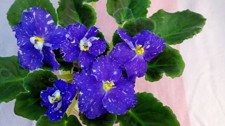 4 mar