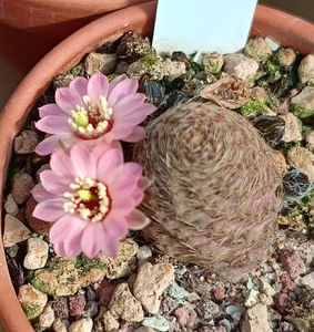 Rebutia pygmaea var canacrucensis