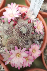 Rebutia hb Pink champagne