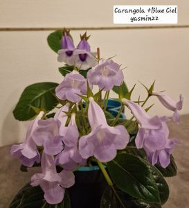 7.05.2026