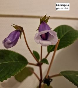 6.05.2026