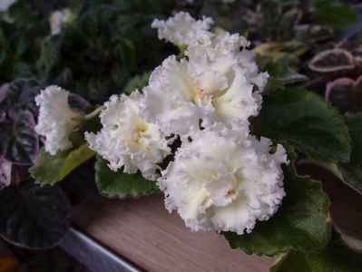 P5142348