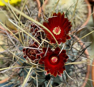 Glandulicactus wrightii