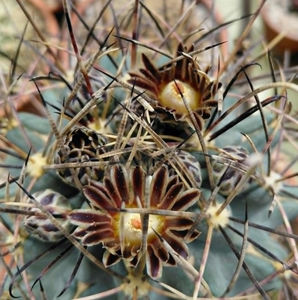 Glandulicactus uncinatus